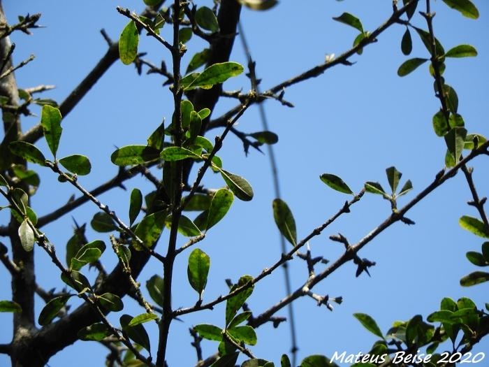 Sideroxylon obtusifolium