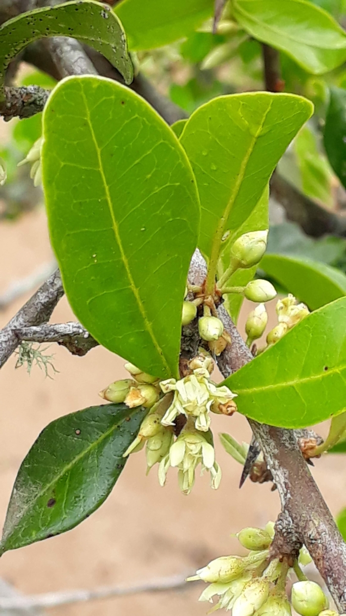 Sideroxylon obtusifolium