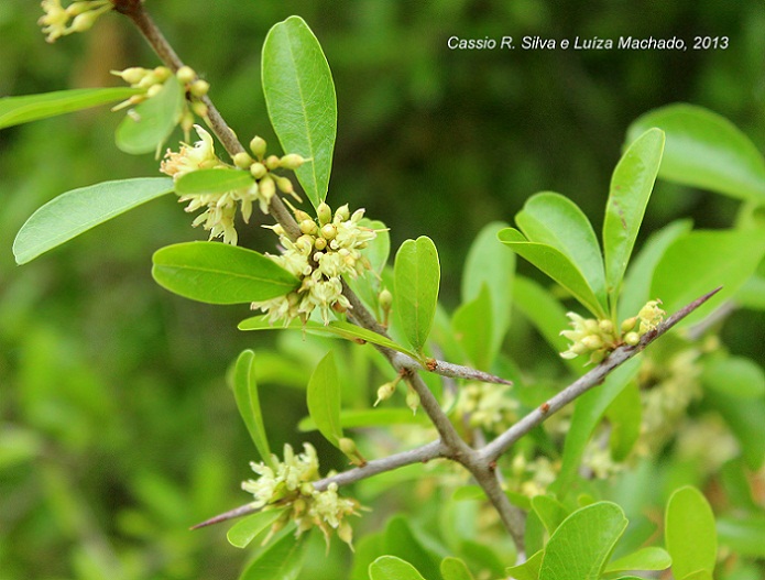 Sideroxylon obtusifolium