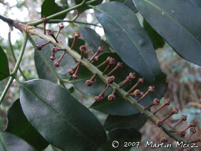 Pilocarpus pennatifolius