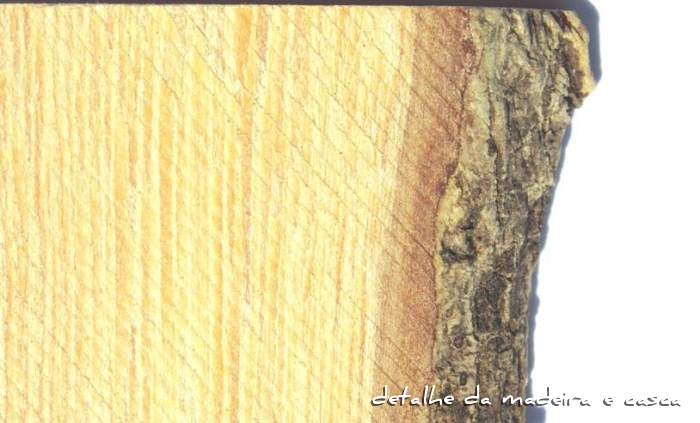 Bumelia obtusifolia