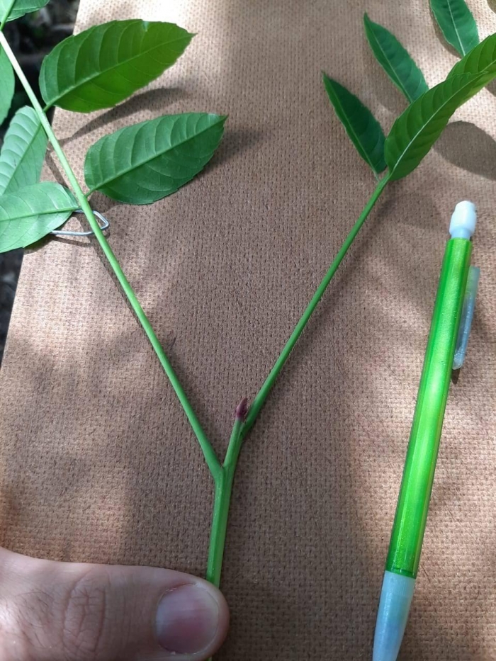 Picrasma crenata