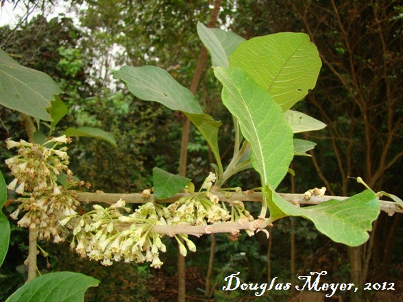 Acnistus arborescens