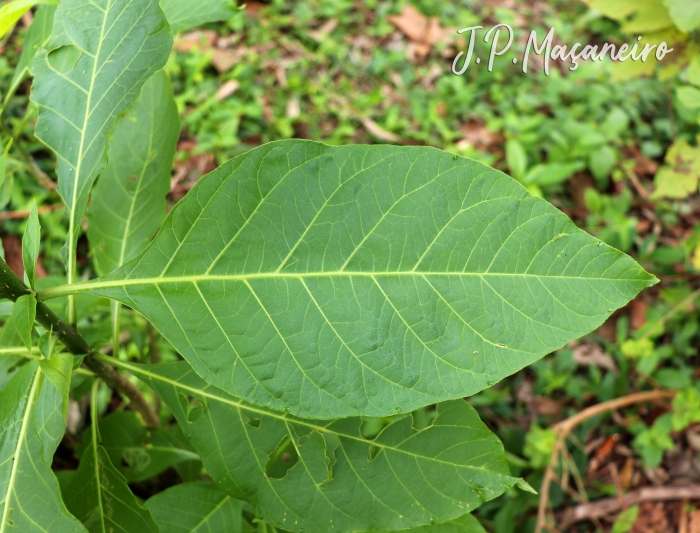 Iochroma arborescens