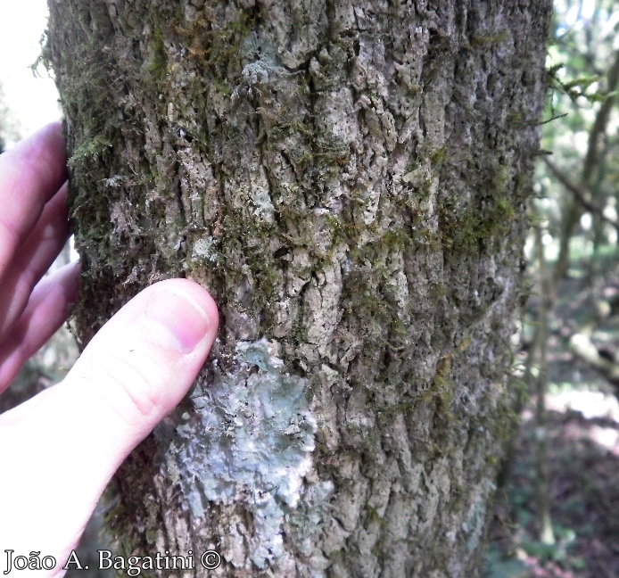 Pilocarpus pennatifolius