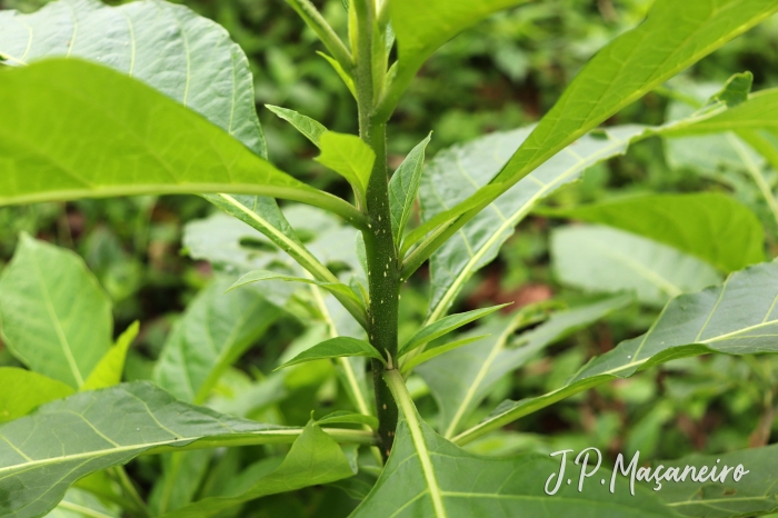 Iochroma arborescens