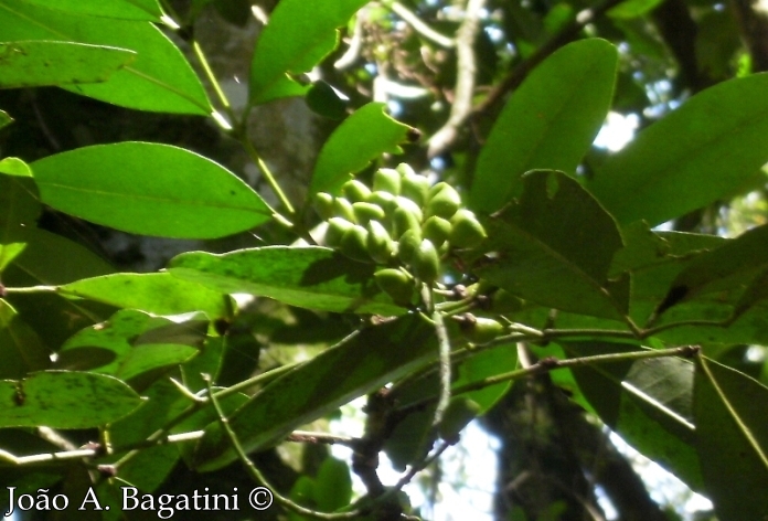 Pilocarpus pennatifolius