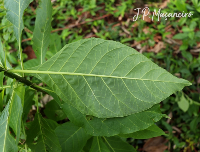 Acnistus arborescens