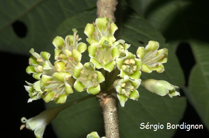 Acnistus arborescens