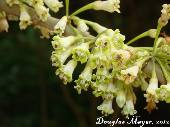 Acnistus arborescens