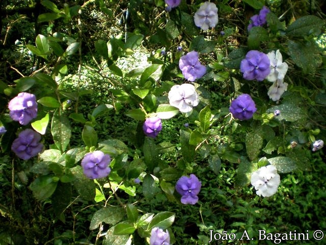 Brunfelsia cuneifolia