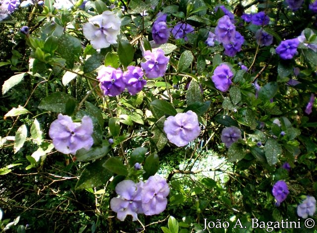 Brunfelsia cuneifolia