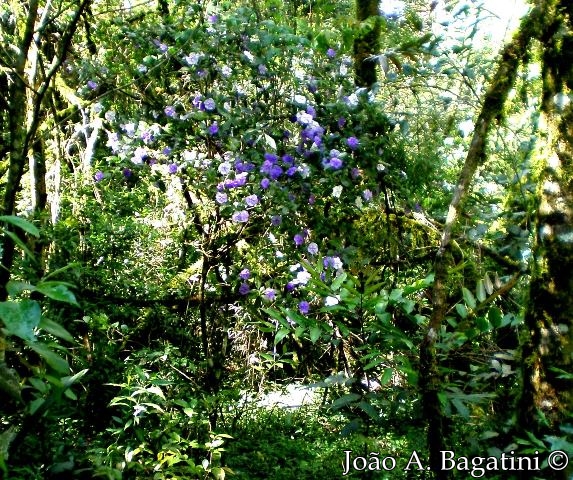 Brunfelsia cuneifolia