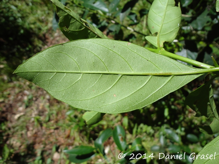 Citharexylum montevidense