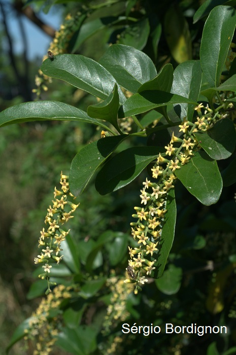 Citharexylum montevidense