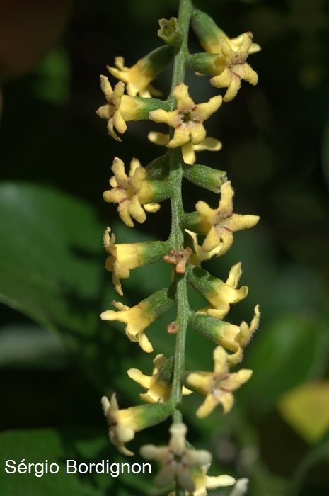 Citharexylum montevidense