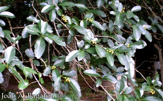 Citharexylum montevidense