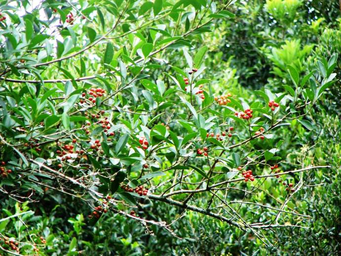 Citharexylum montevidense