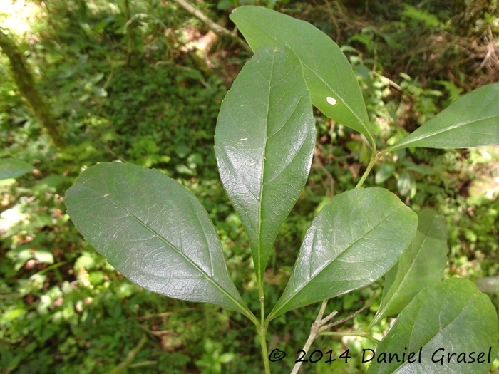 Citharexylum montevidense