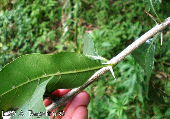 Citharexylum montevidense