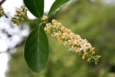 Citharexylum montevidense