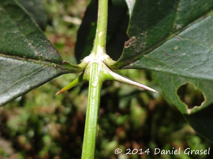 Citharexylum montevidense