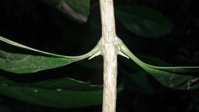 Citharexylum montevidense