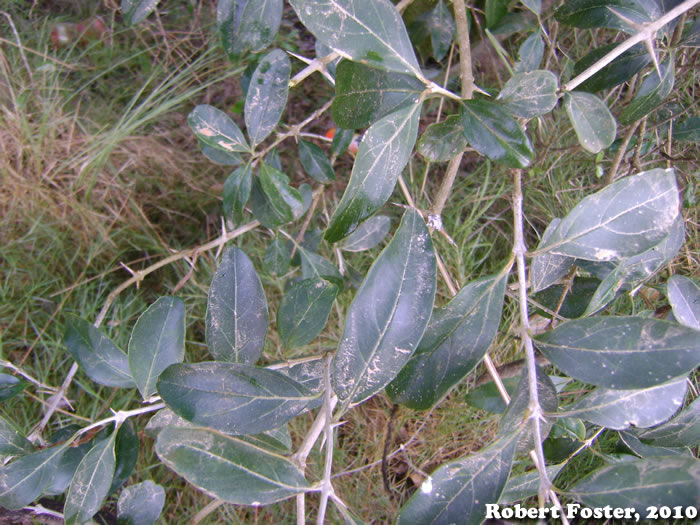 Citharexylum montevidense