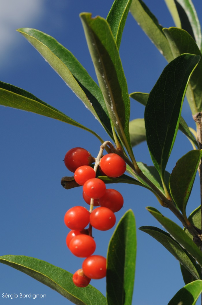 Citharexylum montevidense