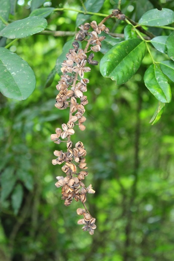 Pilocarpus pennatifolius