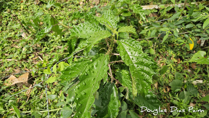 Urera nitida