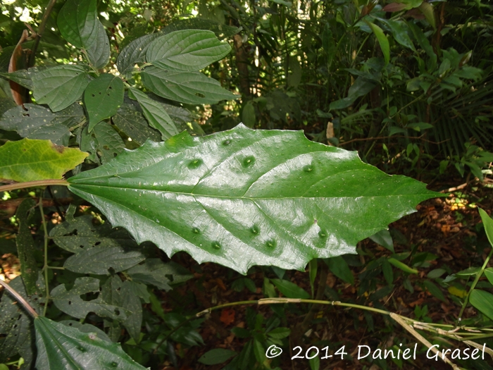 Urera nitida