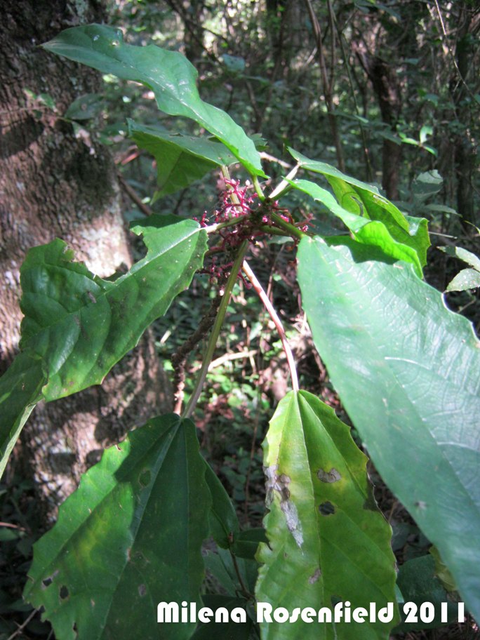 Urera nitida