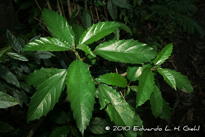 Urera nitida