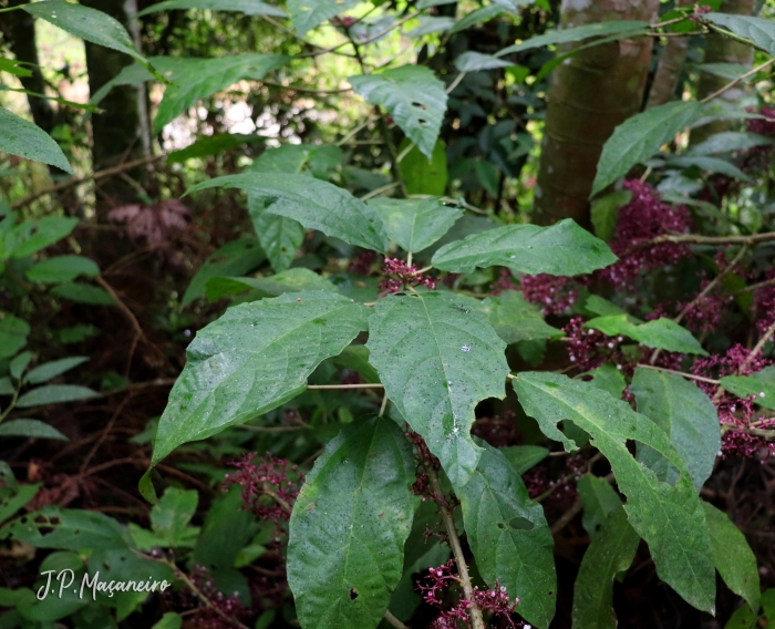 Urera nitida