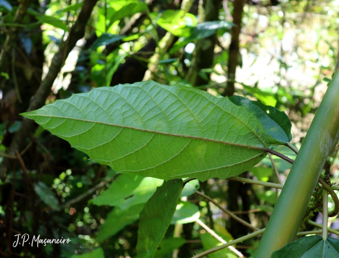 Urera nitida