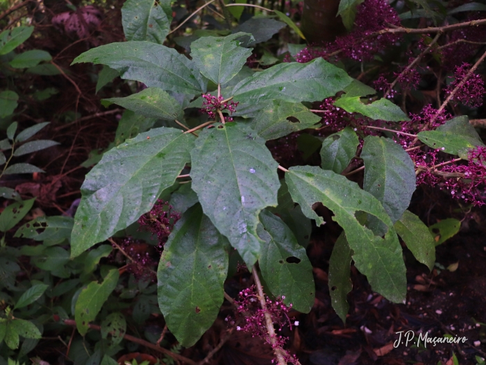 Urera nitida