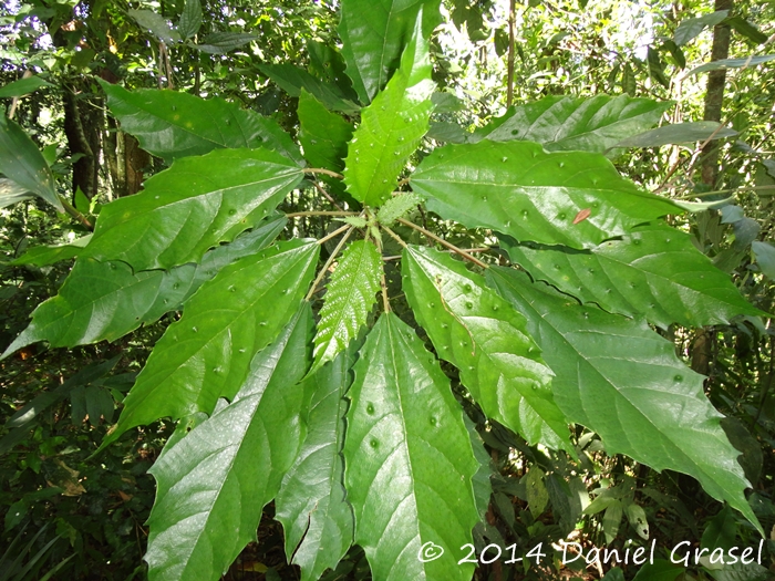 Urera nitida