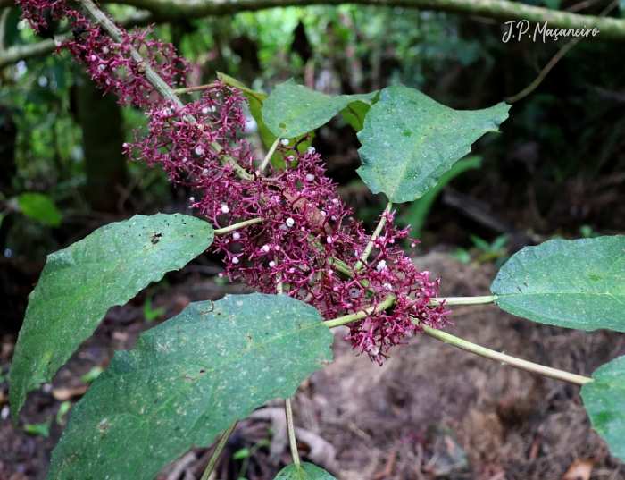 Urera nitida