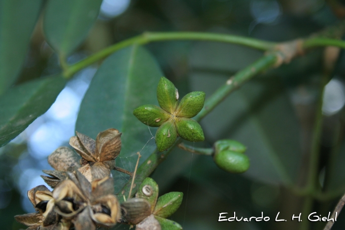 Pilocarpus pennatifolius