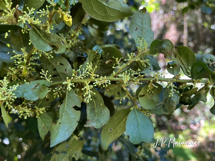 Symplocos trachycarpos