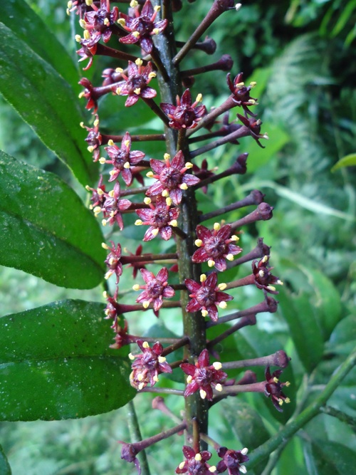 Pilocarpus pennatifolius