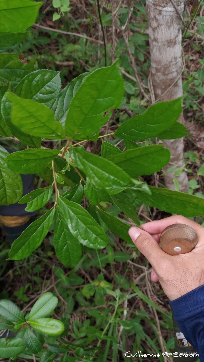 Symplocos trachycarpos