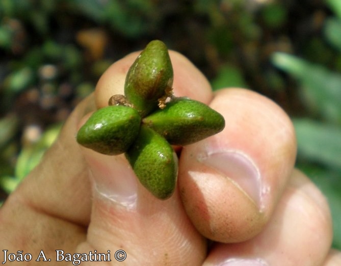 Pilocarpus pennatifolius