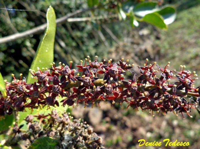 Pilocarpus pennatifolius