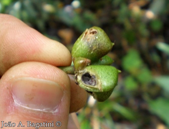 Pilocarpus pennatifolius