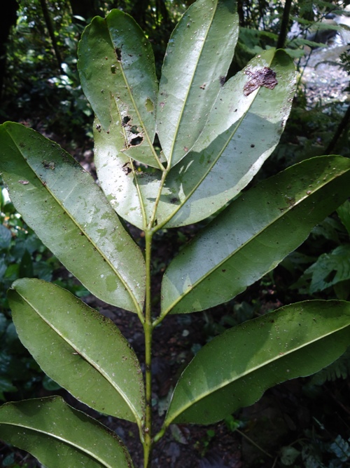 Pilocarpus pennatifolius