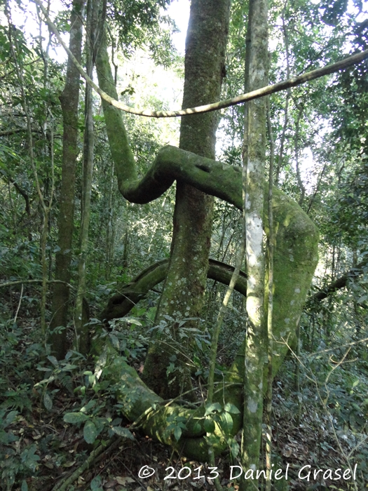 Seguieria americana