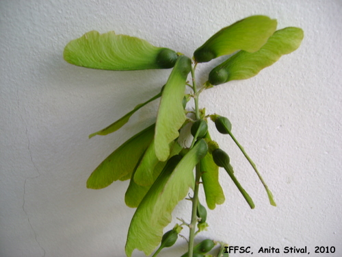 Seguieria americana