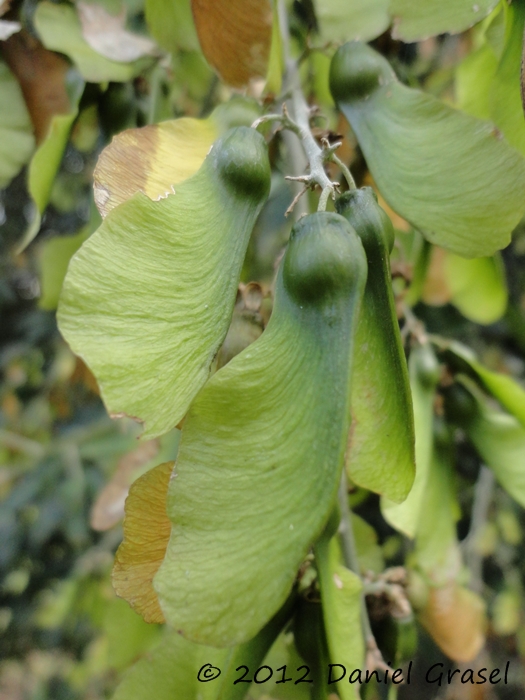 Seguieria aculeata